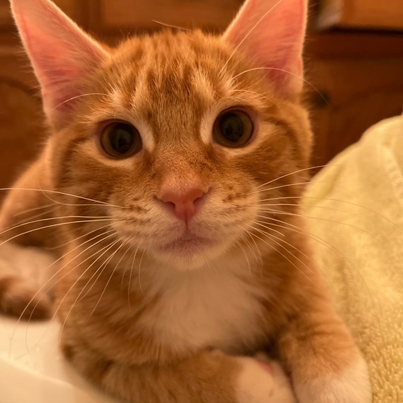 Meet your Posher, Hannah - Picture 10 of 12